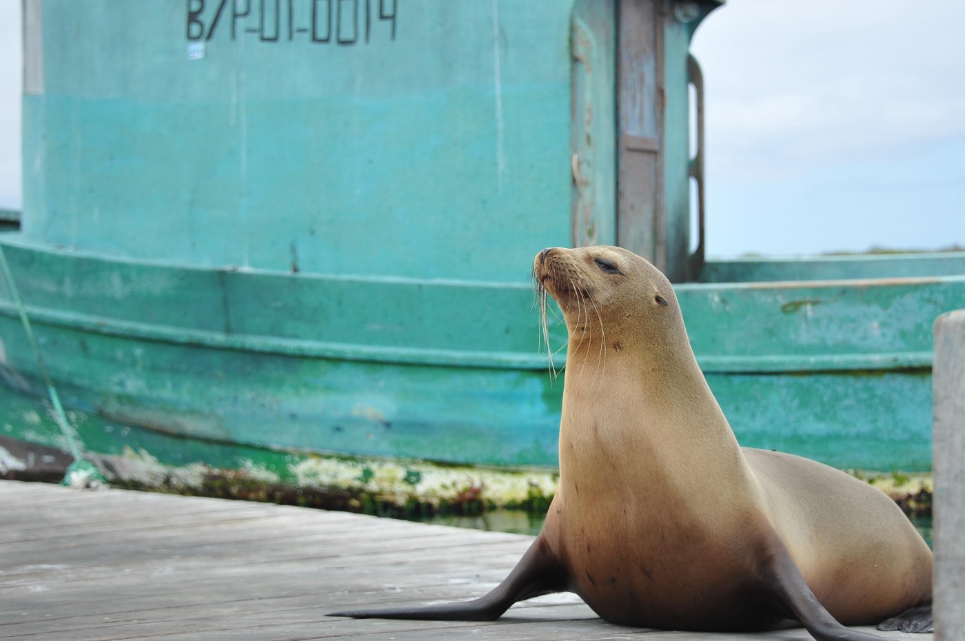 sea lion, galapagos