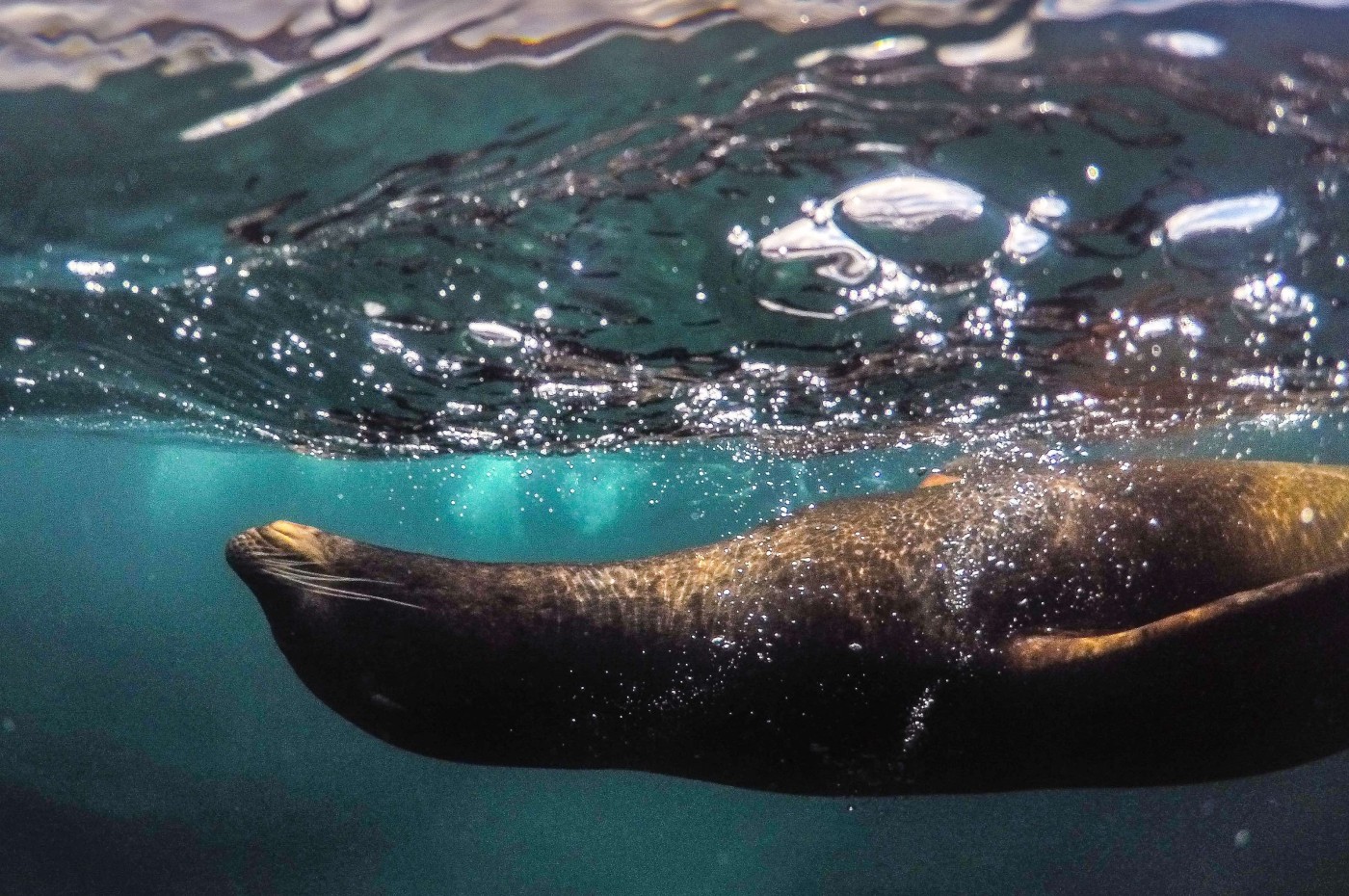sea lion, galapagos