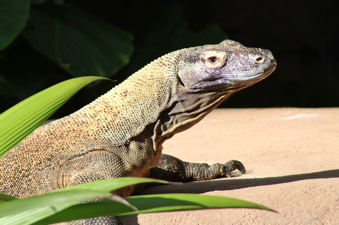 Komodo, Indonesia