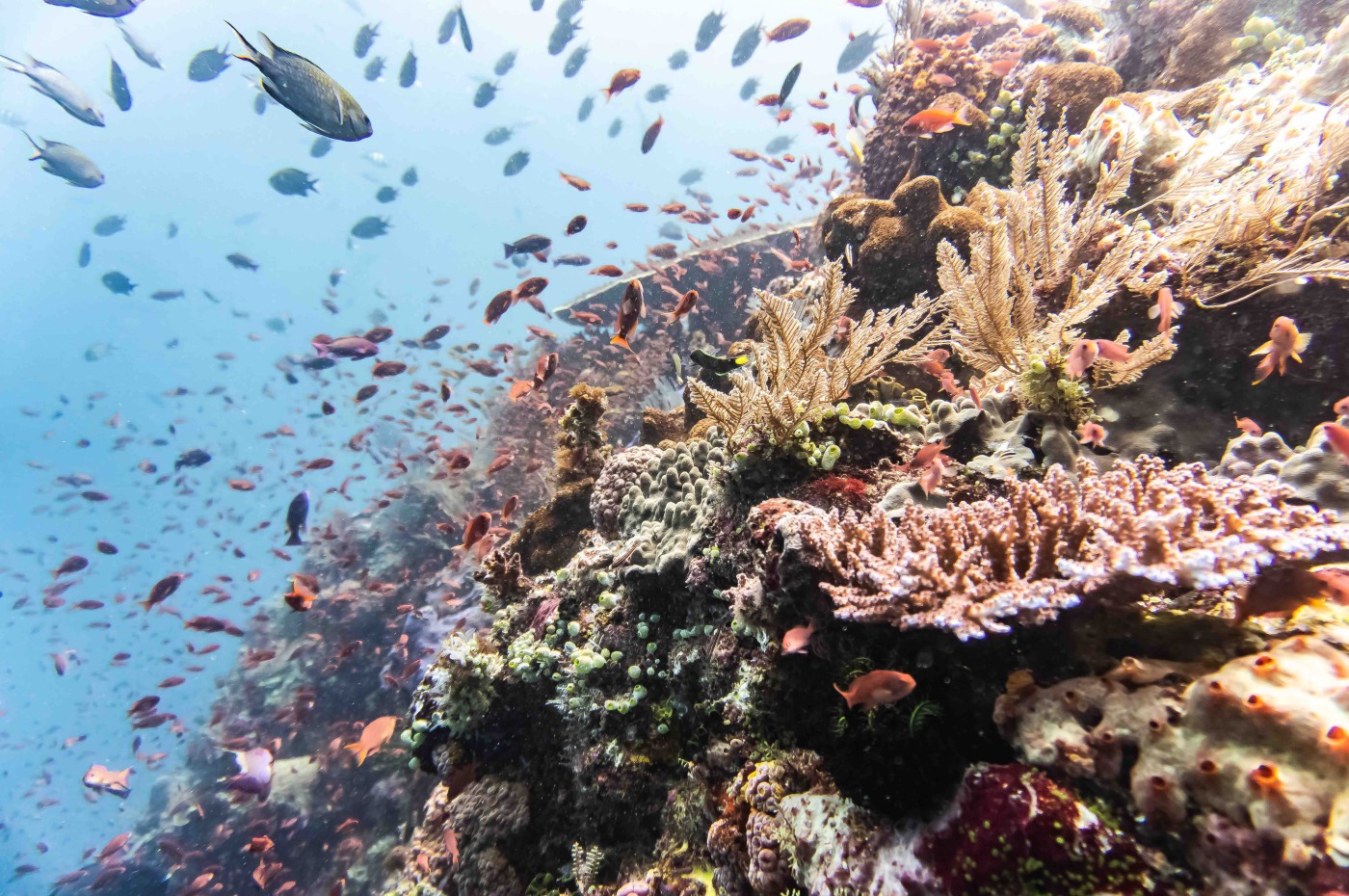 Komodo, Indonesia
