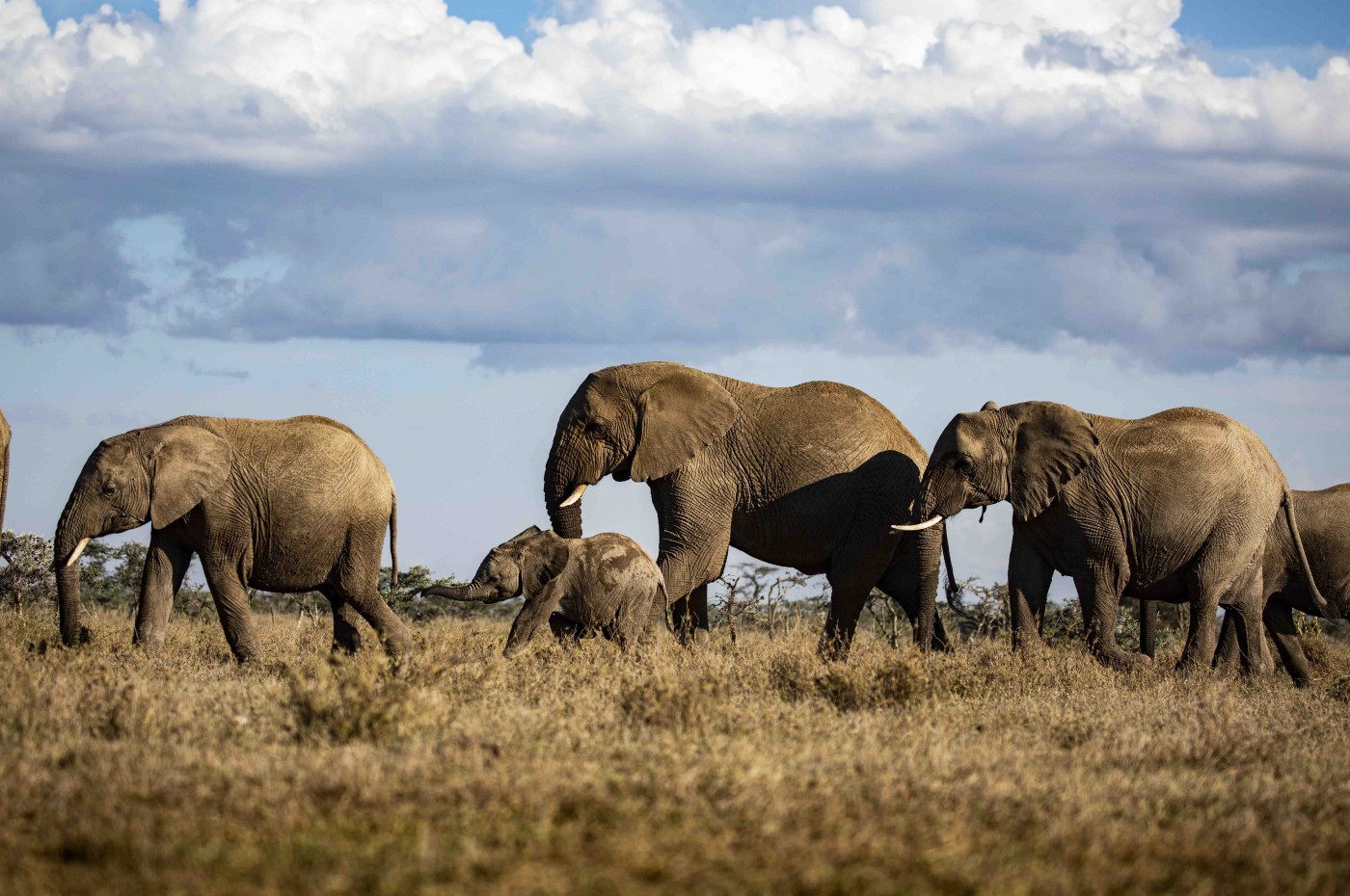 Segera Retreat, Laikipia, Kenya