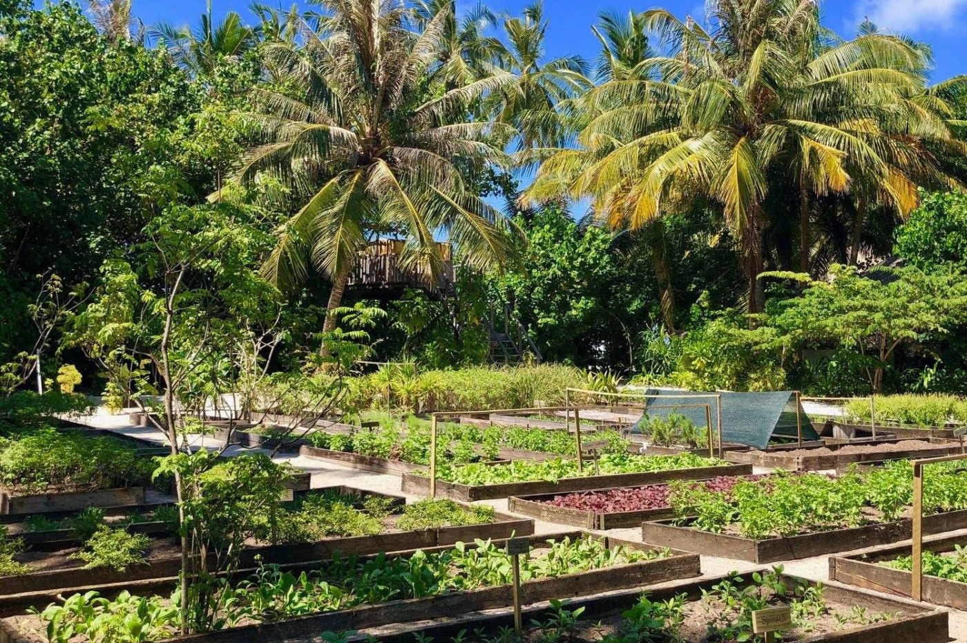 Gili Lankanfushi, Maldives