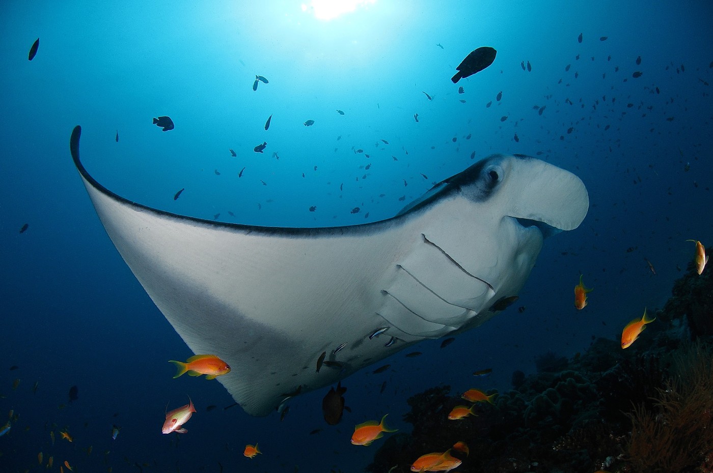 Soneva Fushi, Maldives