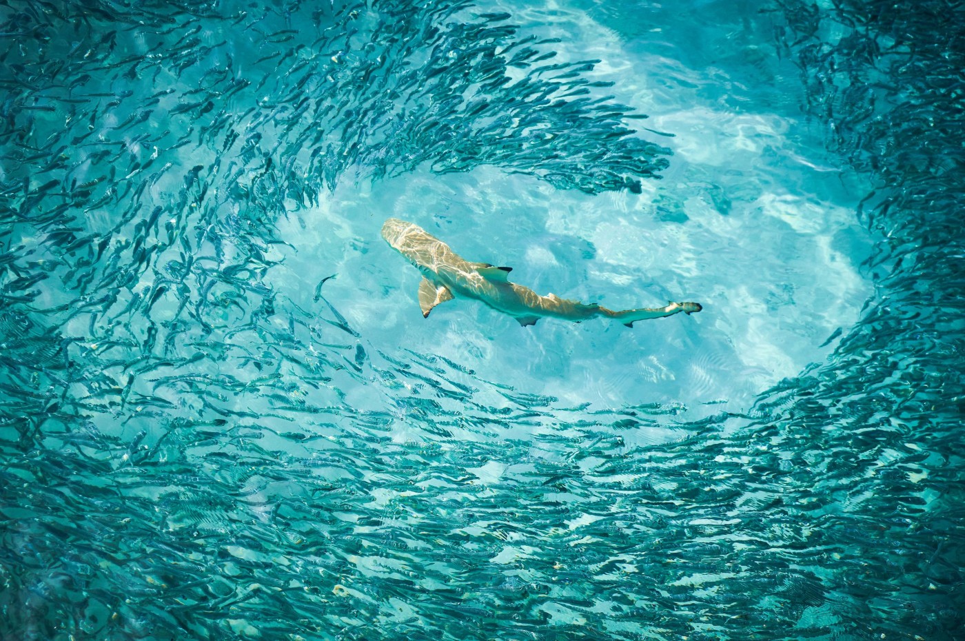 Soneva Fushi, Maldives