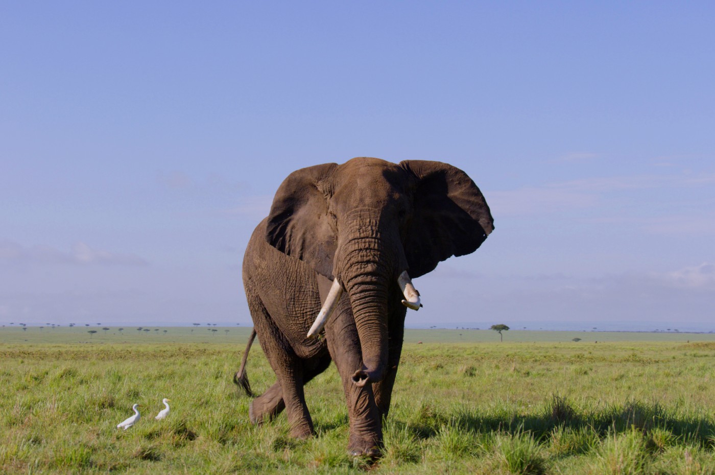 Serengeti Imax, Tanzania