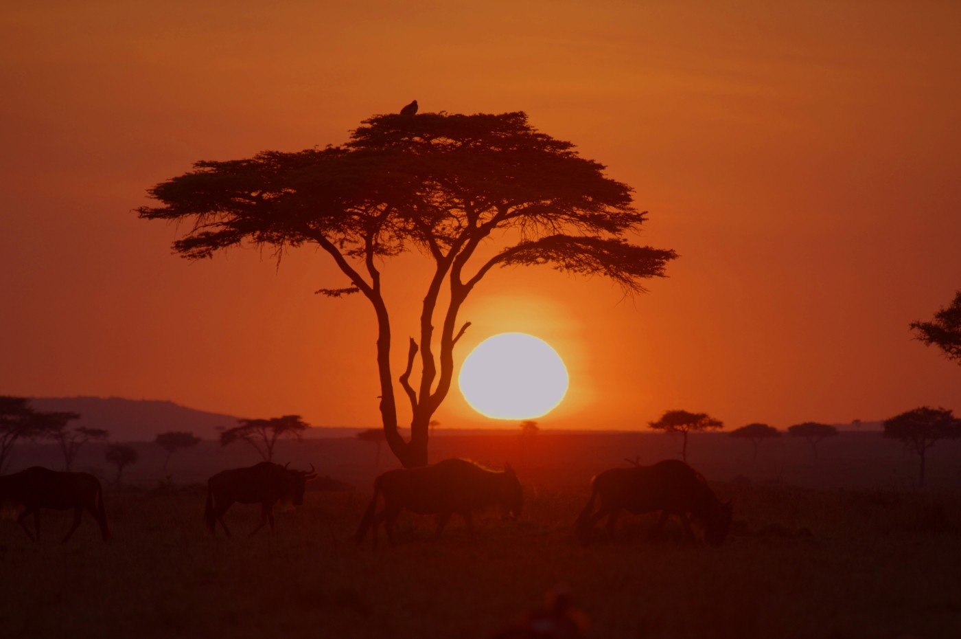 Serengeti Imax, Tanzania