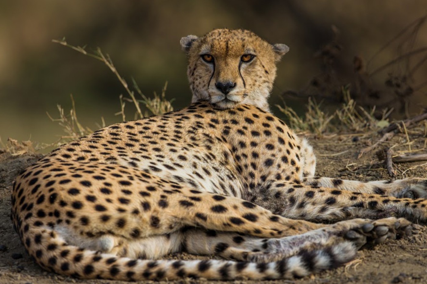Cottar's 1920 Camp, Masai Mara