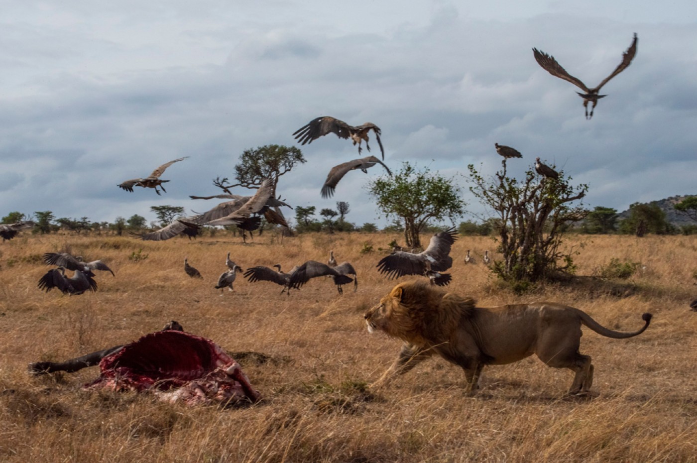Cottar's 1920 Camp, Masai Mara