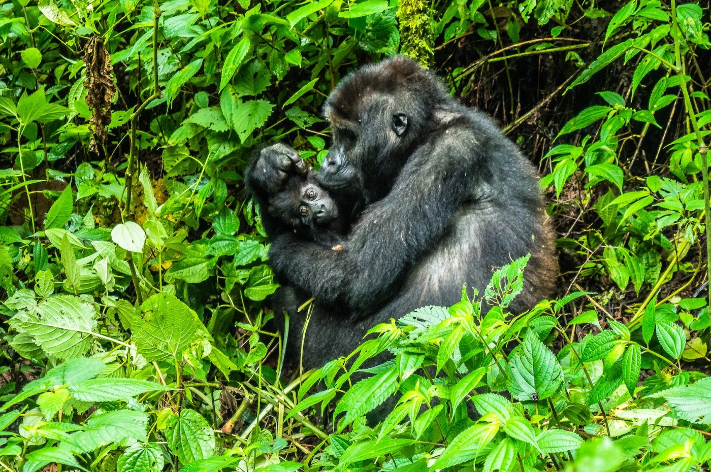 Mother and baby gorilla, Uganda