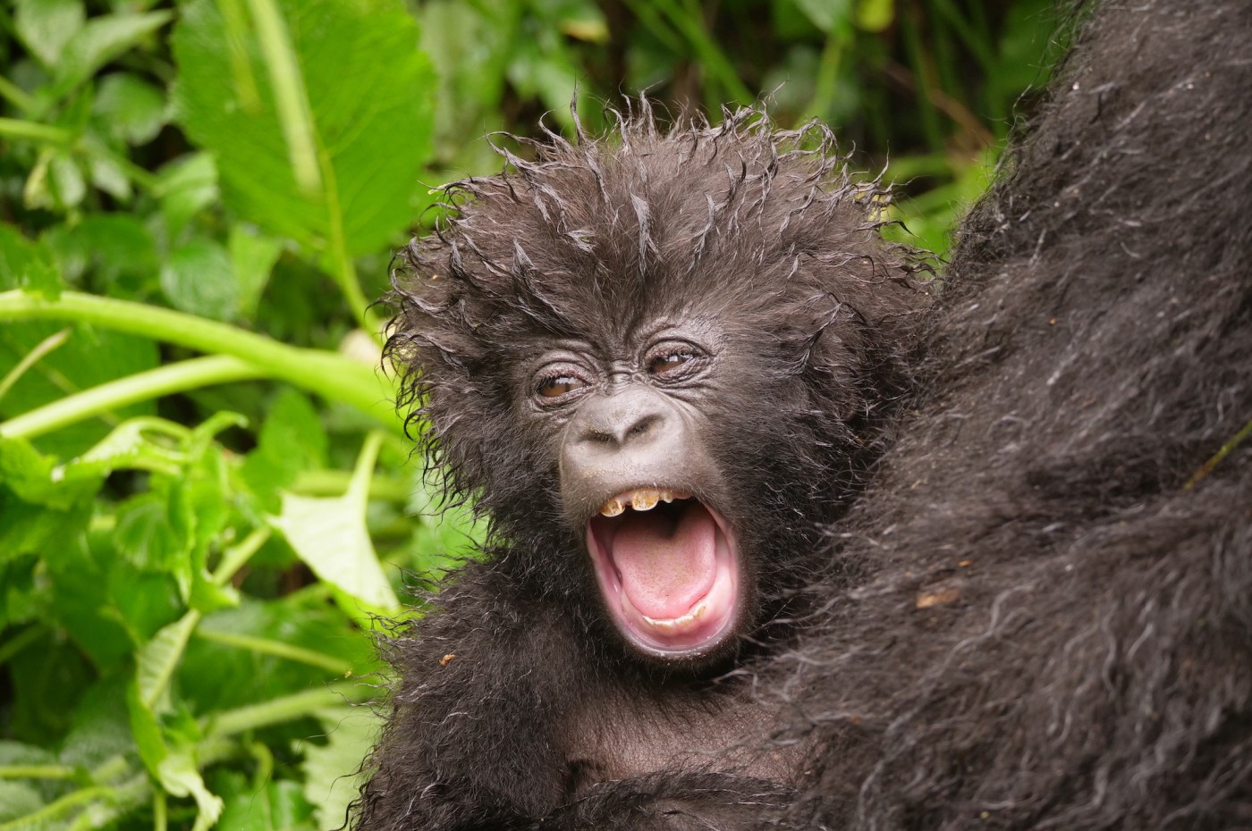 Baby gorilla, Rwanda