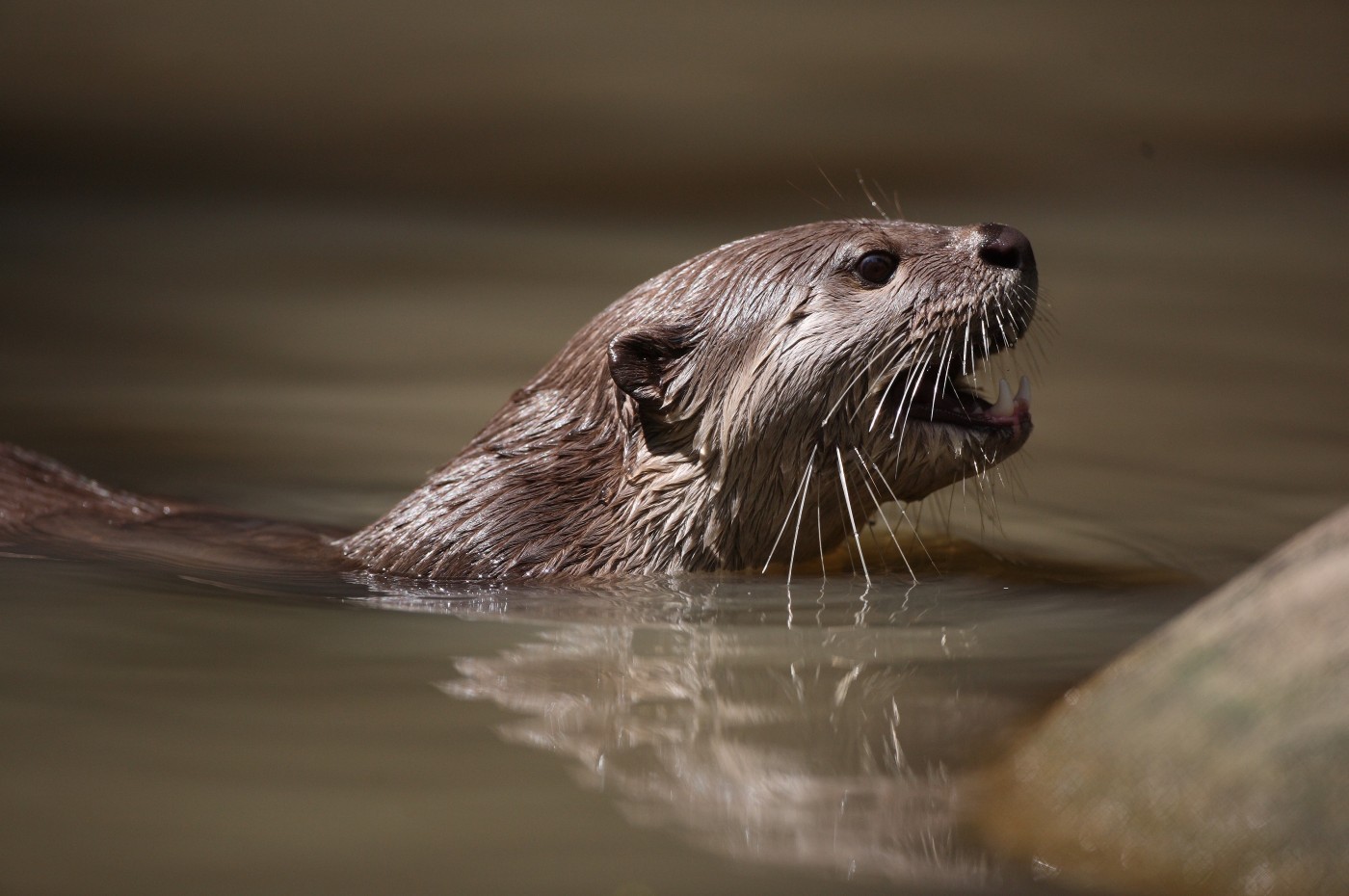 Cardamom Tented Camp, Cambodia