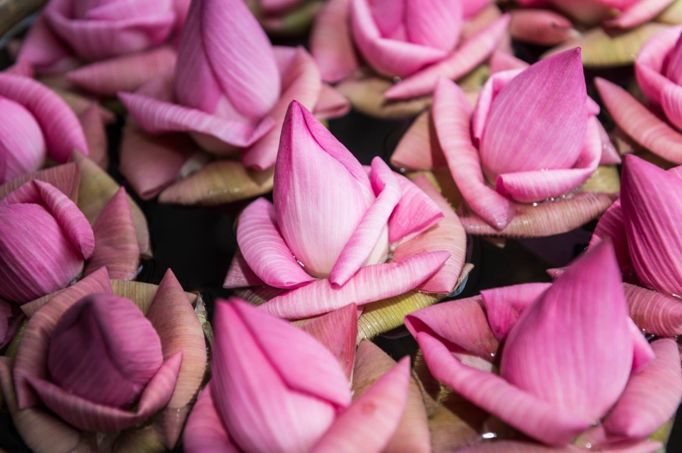 Jaya House River Park, Siem Reap, Cambodia