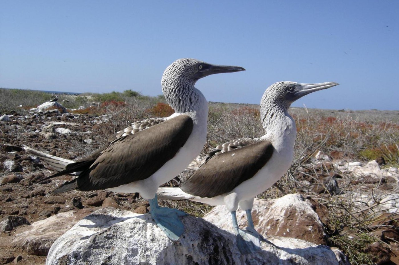 La Casa De Marita, Isabela, Galapagos, Ecuador