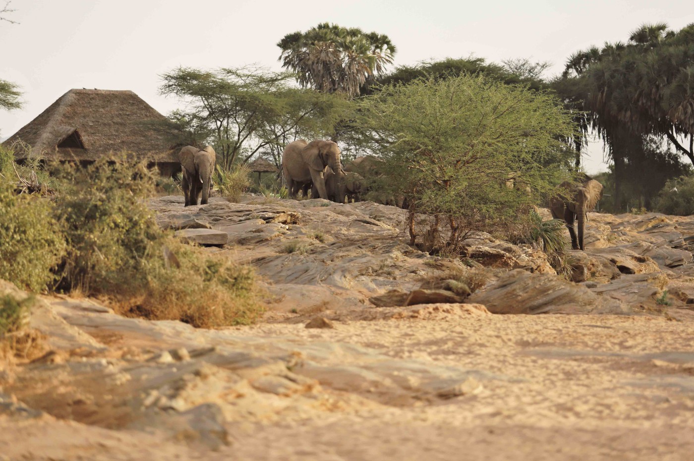 Saruni Rhino, Samburu