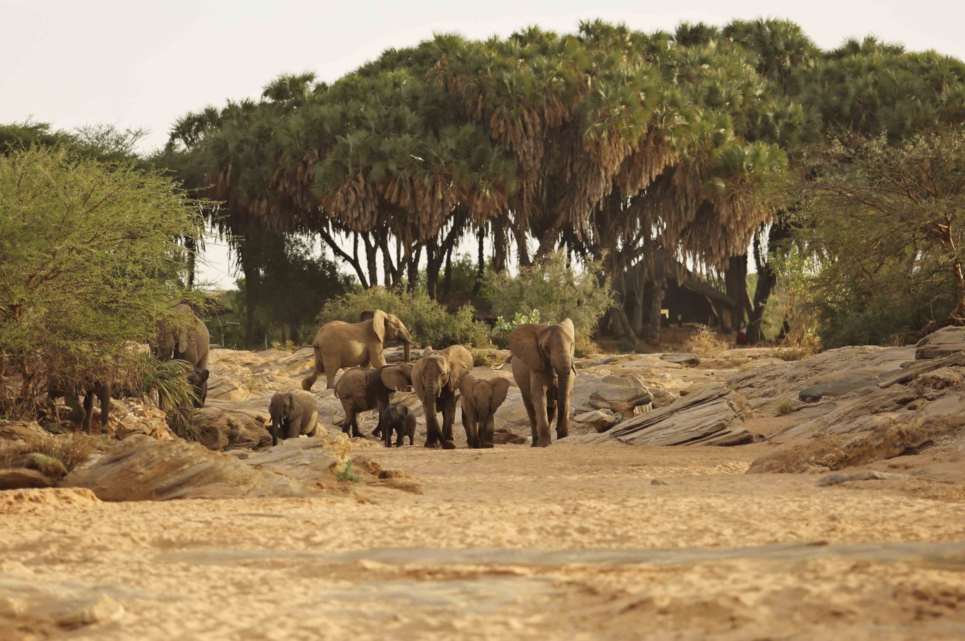 Saruni Rhino, Samburu