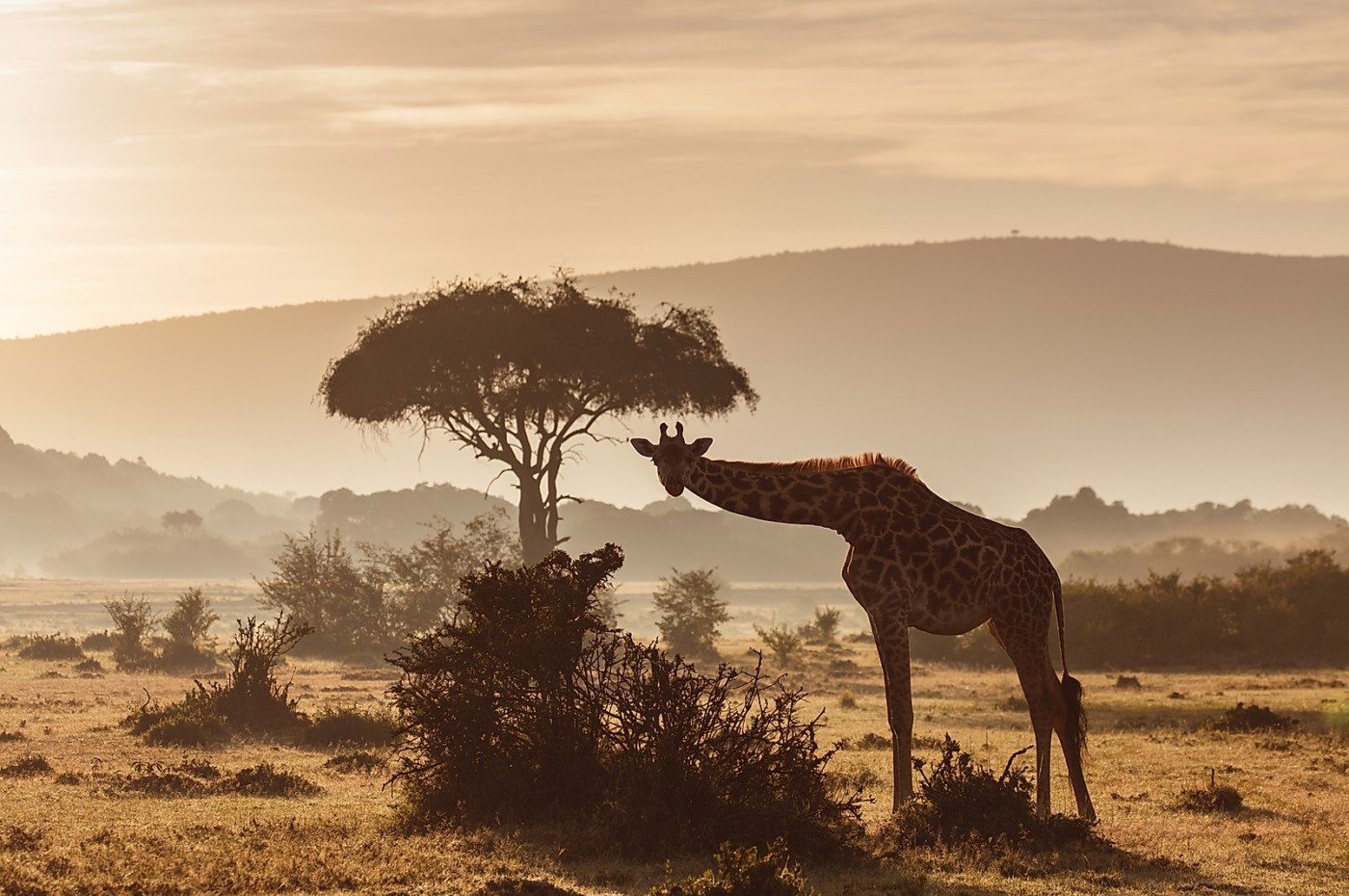 House in The Wild, Masai Mara