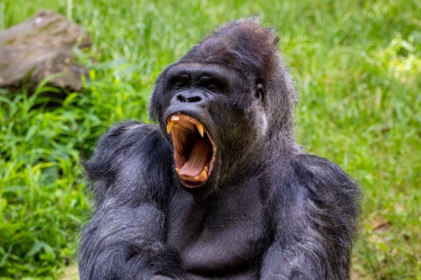 Gorilla, Rwanda
