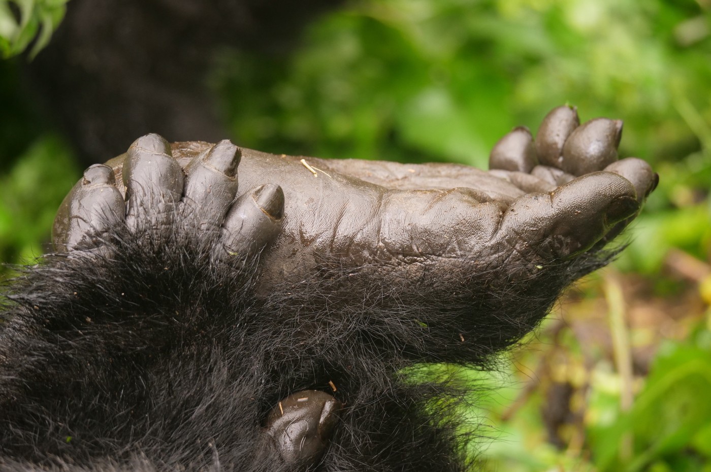 Gorilla hands, Uganda