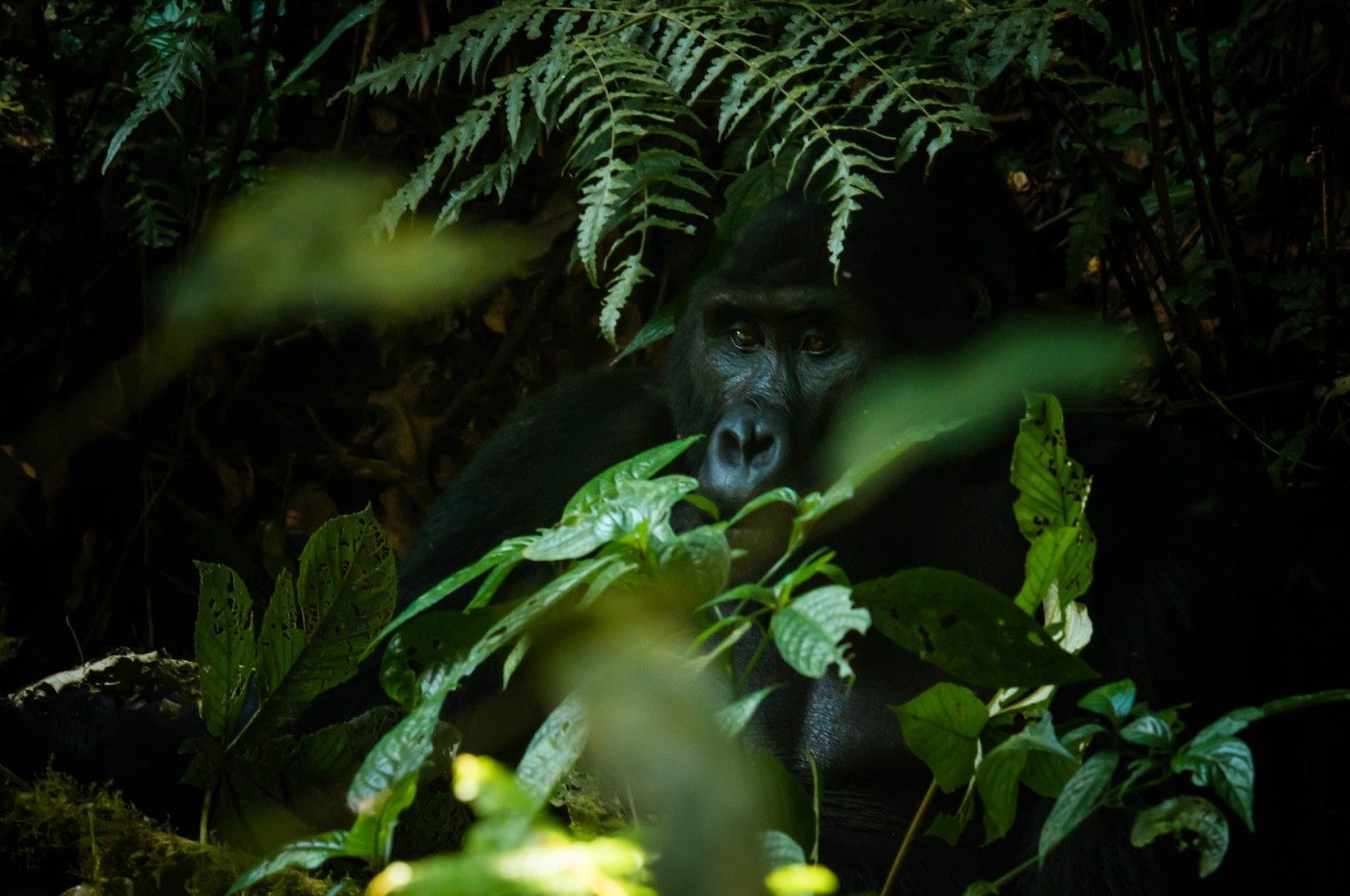 Gorilla
