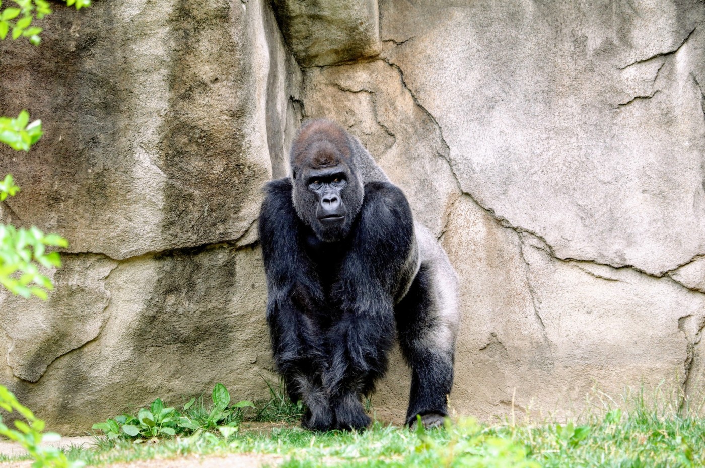 Gorilla, Rwanda