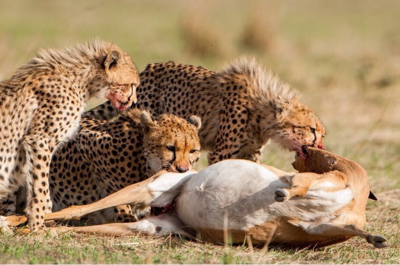 Cottar's 1920 Camp, Masai Mara