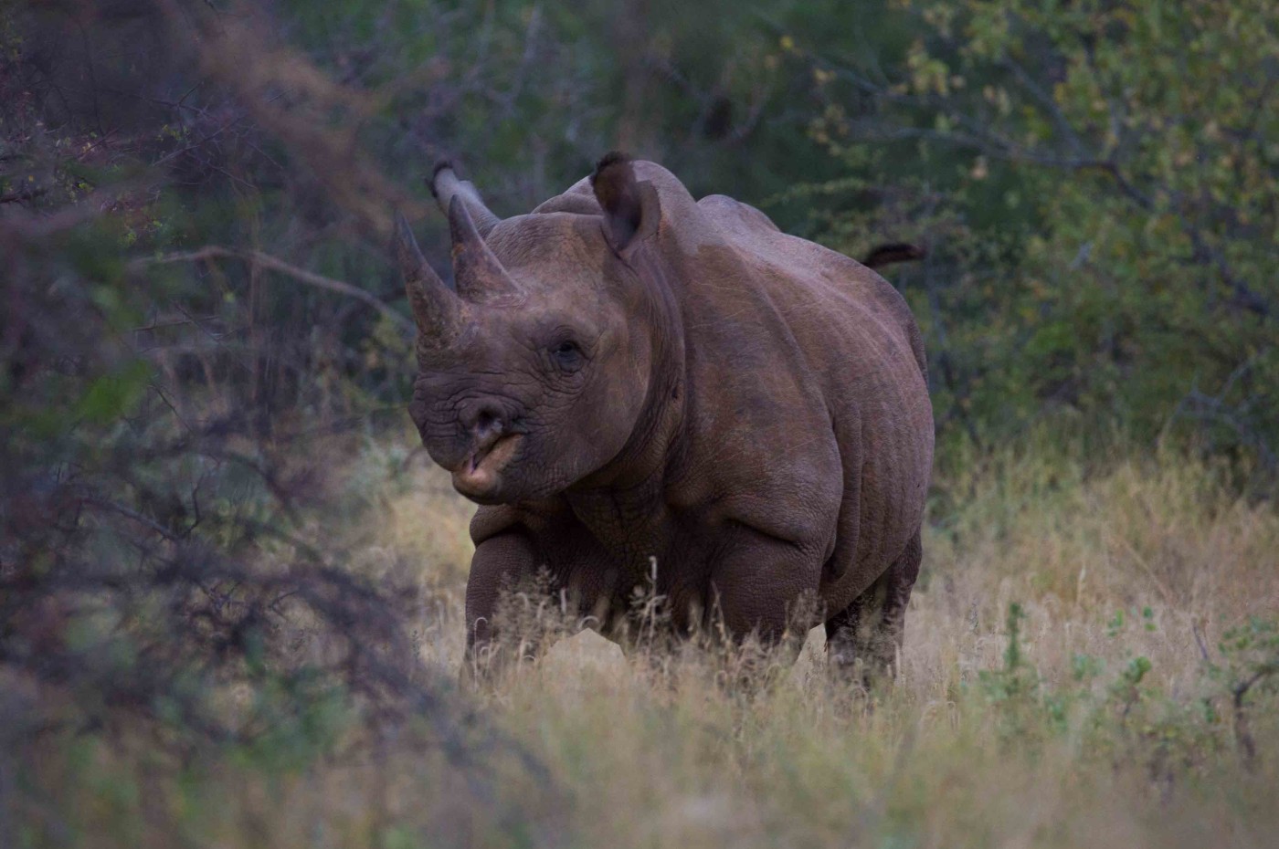 Saruni Rhino, Samburu