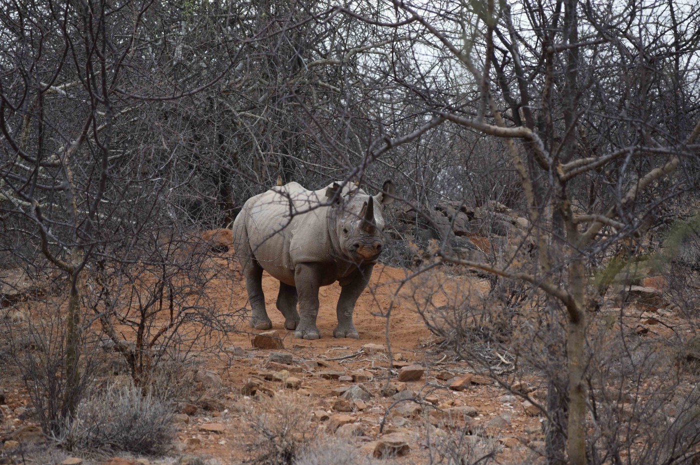 Saruni Rhino, Samburu
