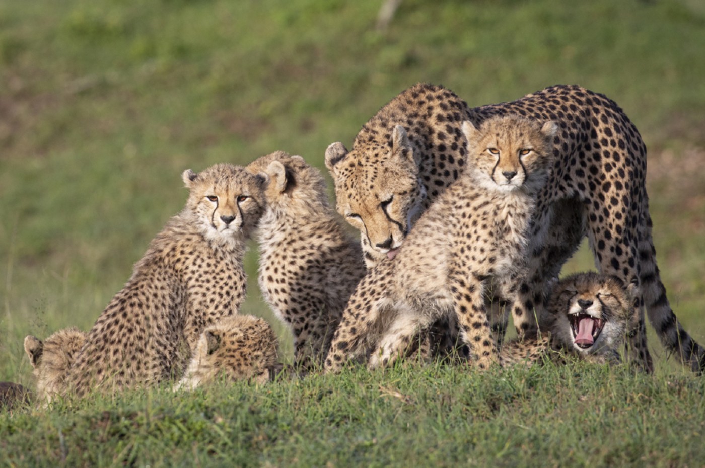 House in The Wild, Masai Mara
