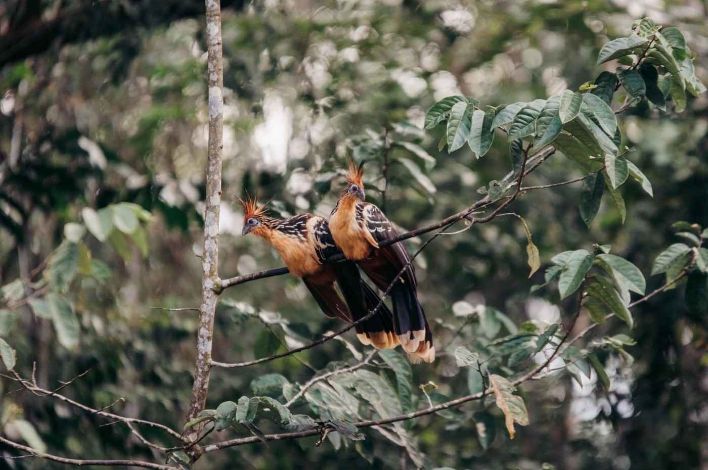 Kapawi Eco Lodge, Amazone, Ecuador