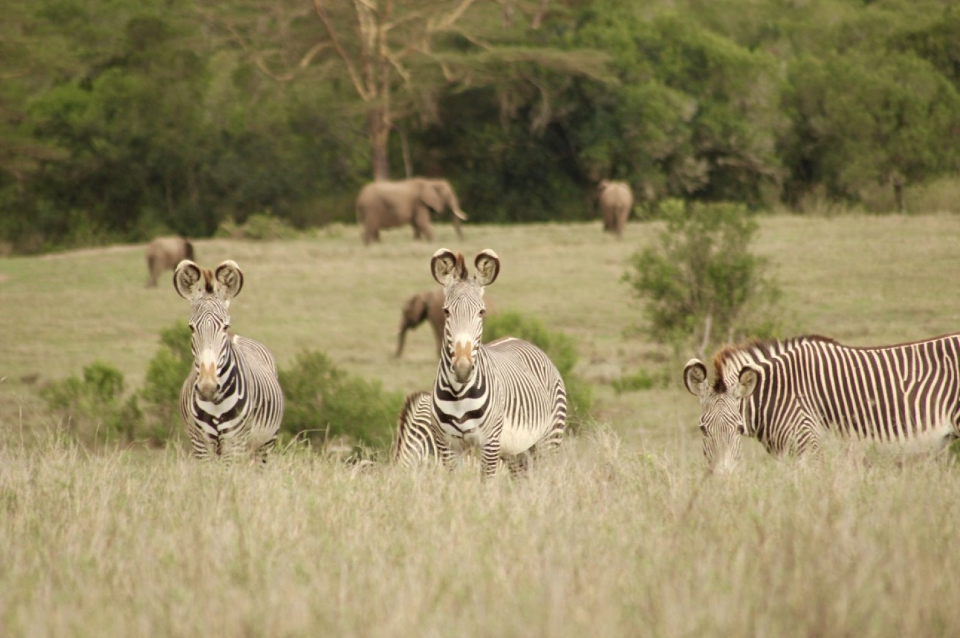 El Karama Lodge, Laikipia, Kenya