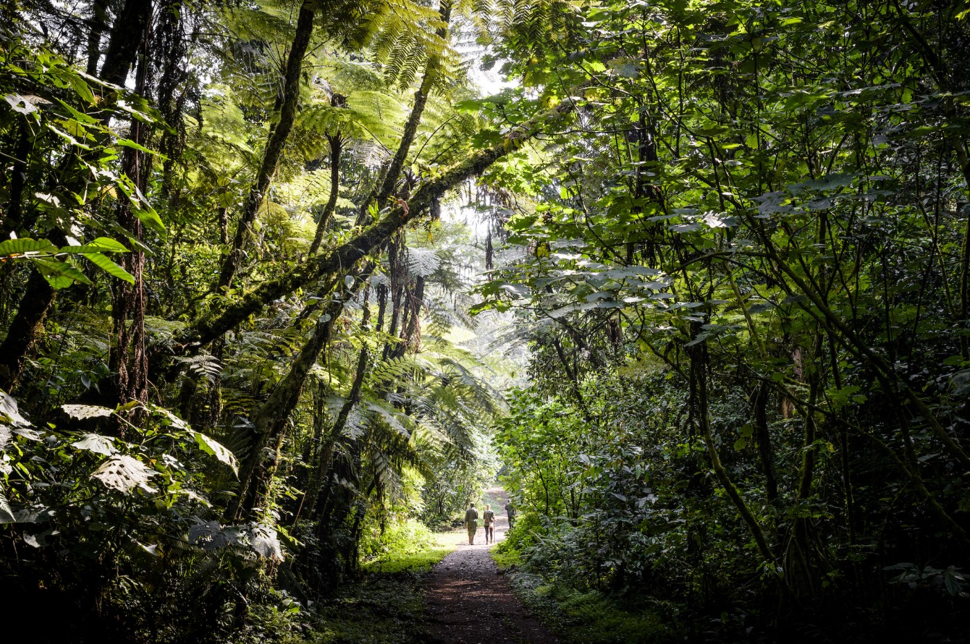 Walking safari, Uganda