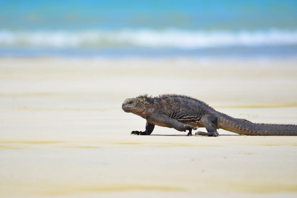 Casa de Marita, Isabela, Galapagos