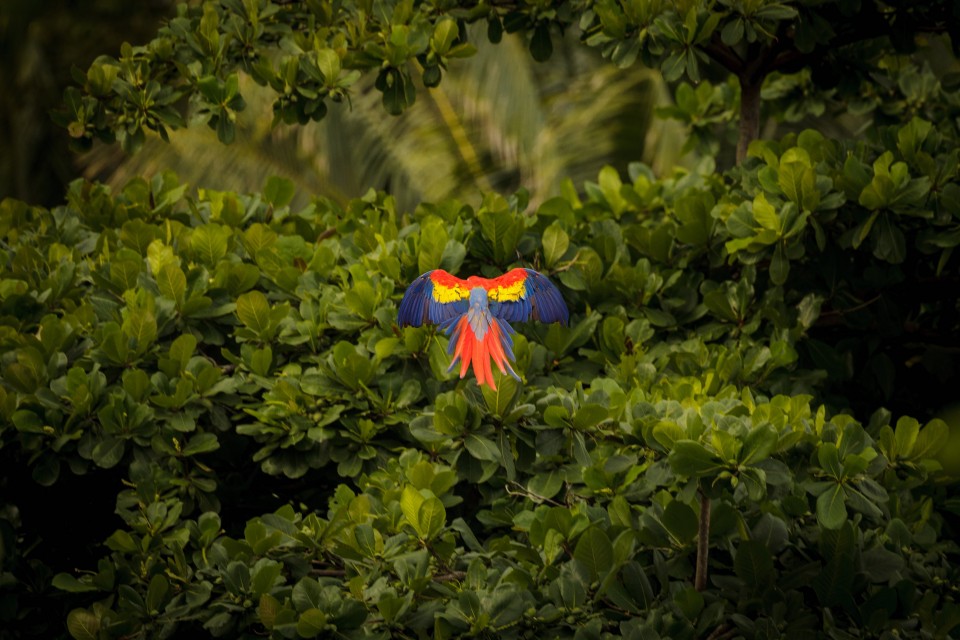 Costa Rica Macaw