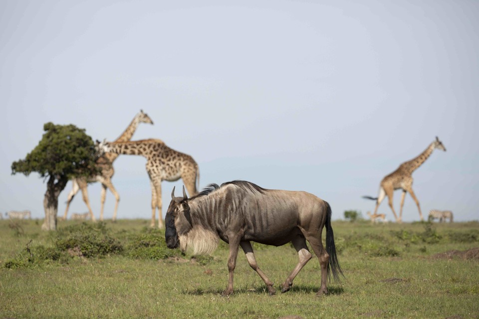 House in the Wild, Masai Mara, Kenya