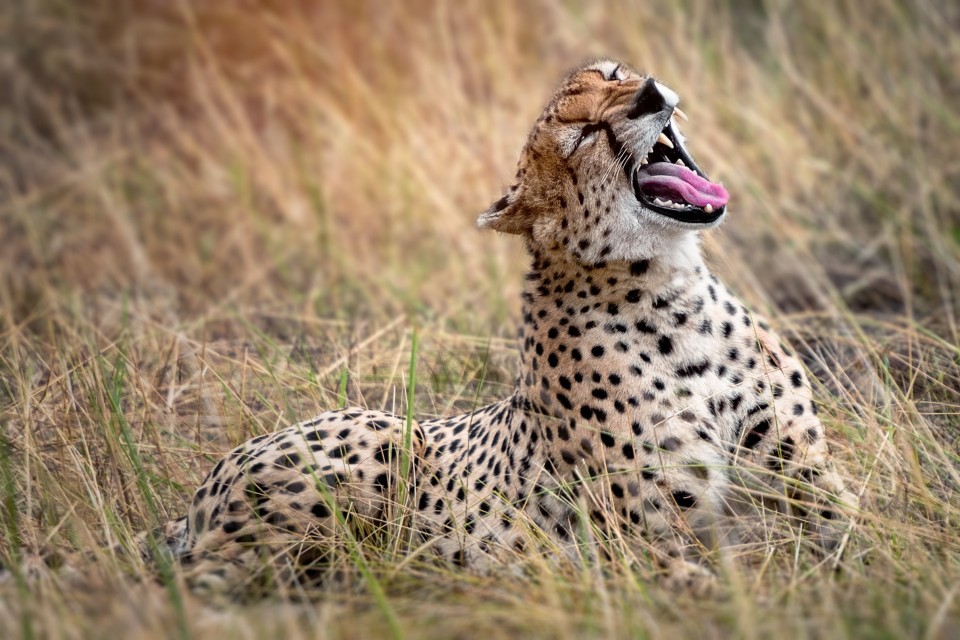Cheetag yawning