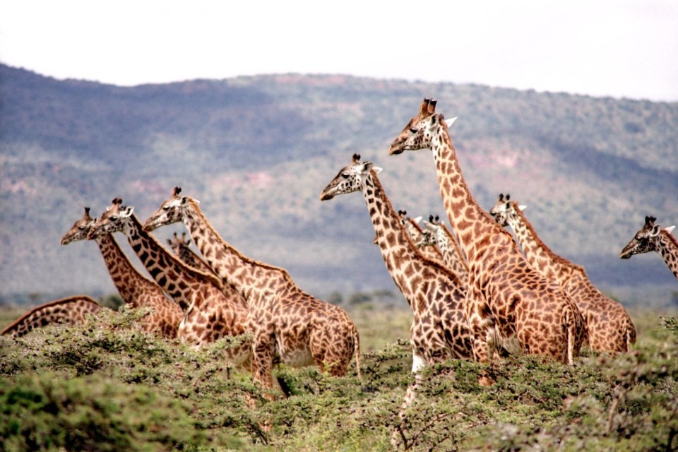 girafs on the savannah