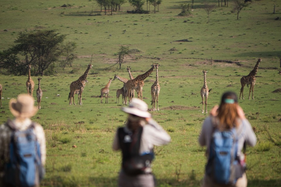 people looking at girafs at Wayo Walking Safari Camp, Serengeti, Tanzania